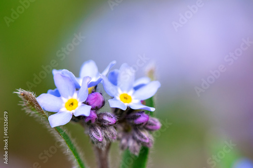 Springtime. Macro shot of a forget-me-not in field.