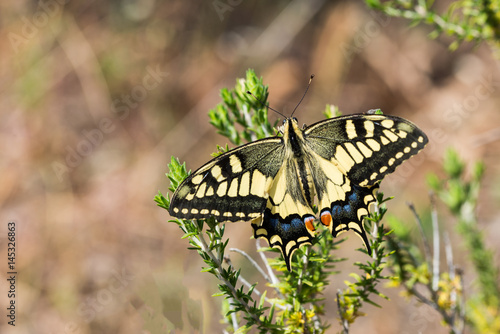 Common Swallowtail with wings open