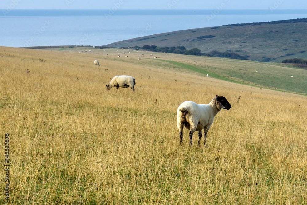 South East of England: Sheep pasture on the white cliffs South East of England: Sheep pasture on the white cliffs