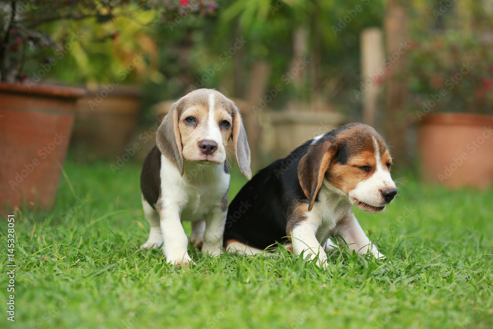 Purebred adult and puppy beagle dog are playing in lawn
Purebred adult and puppy beagle dog are playing in lawn