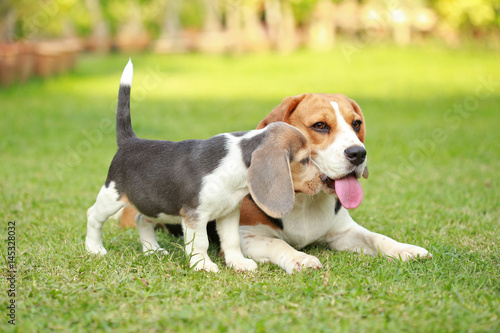Purebred adult and puppy beagle dog are playing in lawn 
