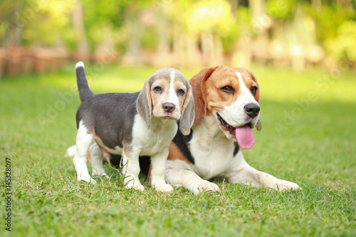 Purebred adult and puppy beagle dog are playing in lawn

