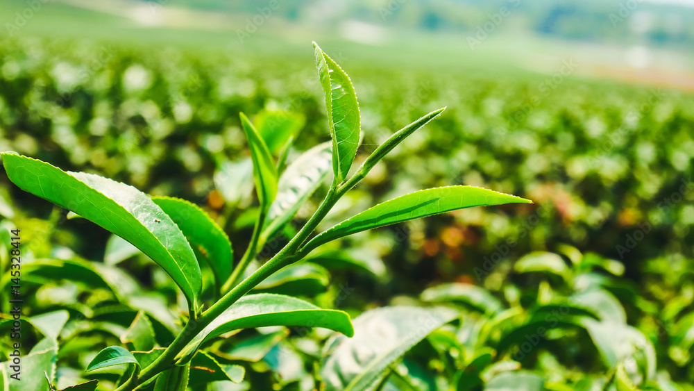 Obraz premium Green tea plantations.