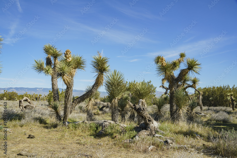 Arthur B. Ripley Desert Woodland State Park Arthur B. Ripley Desert Woodland State Park