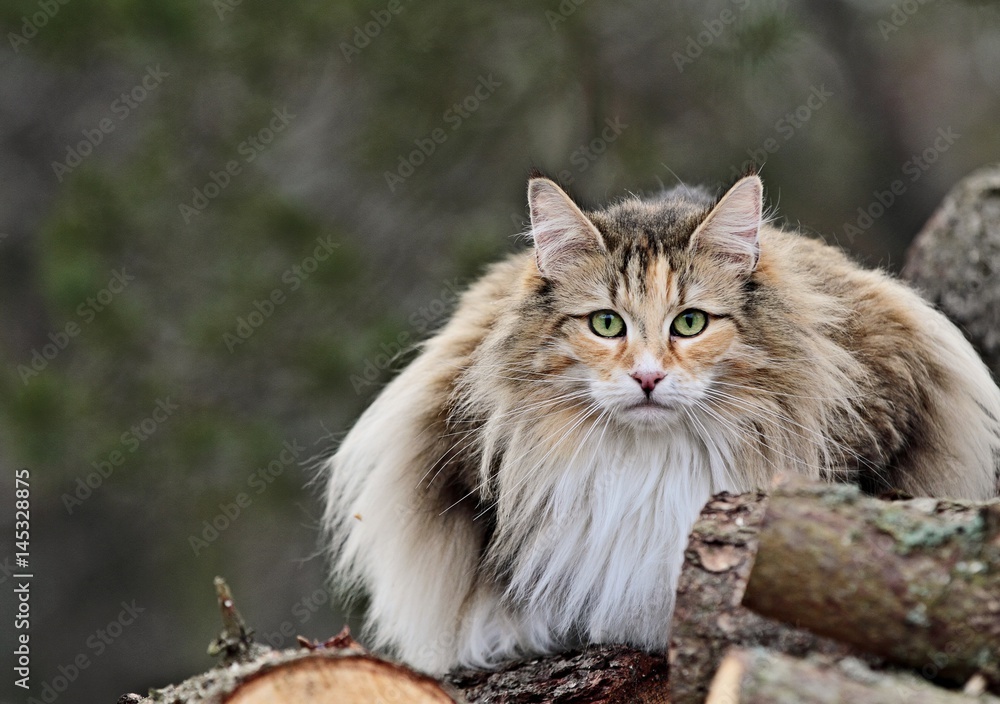 Norwegian forest cat female Norwegian forest cat female