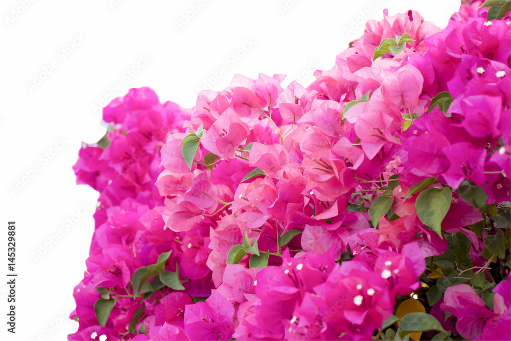 Pink bougainvillea on white bacground