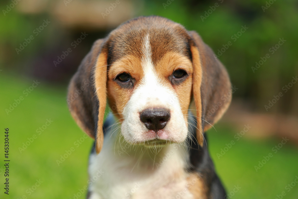 purebred beagle dog looking for somthing, searching and resting in
lawn at home purebred beagle dog looking for somthing, searching and resting in
lawn at home