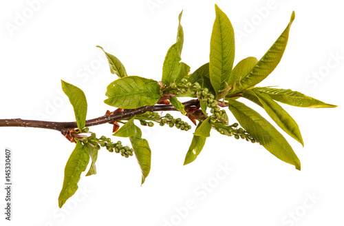 A bird cherry branch with young green leaves. Isolated on white background.