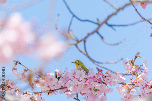 桜にとまるメジロ（ 早咲きの伊東小室桜）