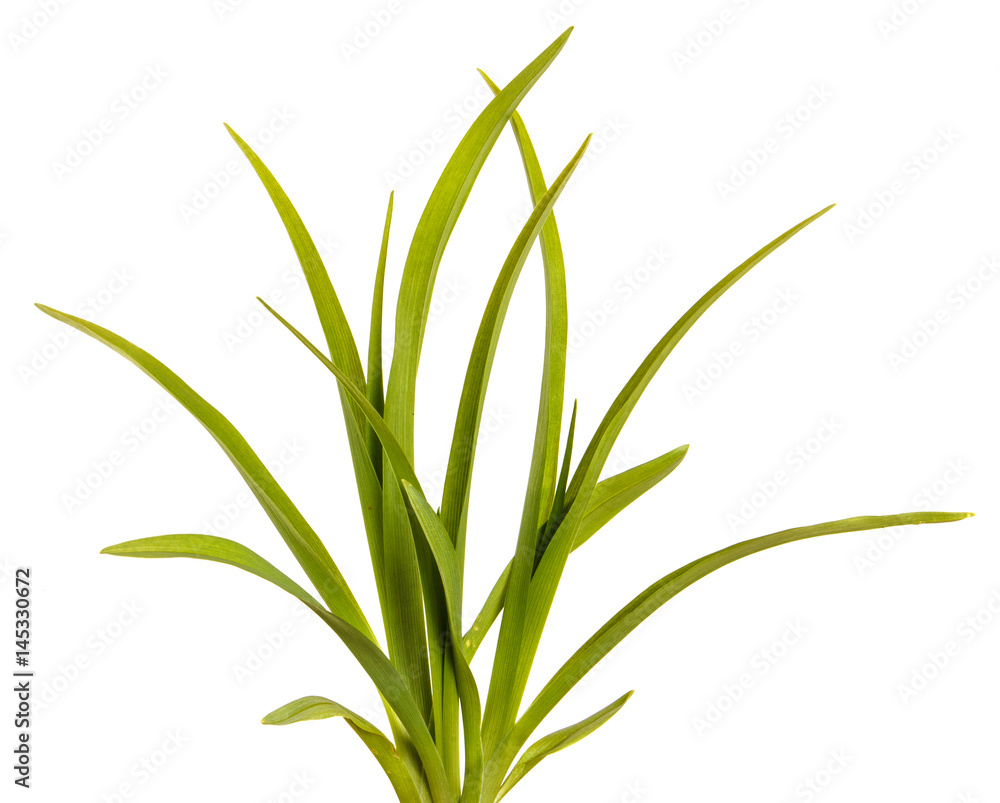Green leaves of daylily isolated on white background Green leaves of daylily isolated on white background