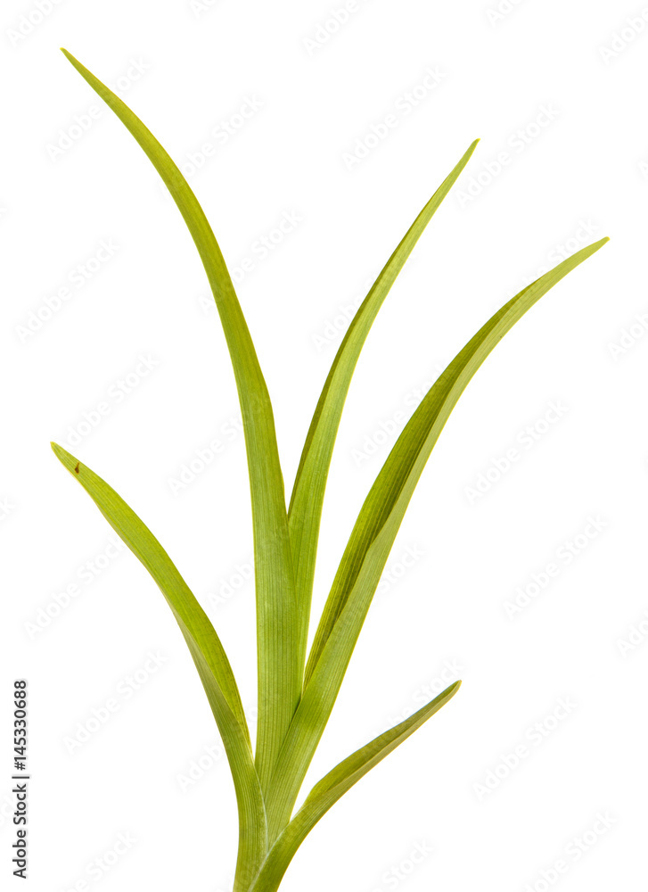 Green leaves of daylily isolated on white background