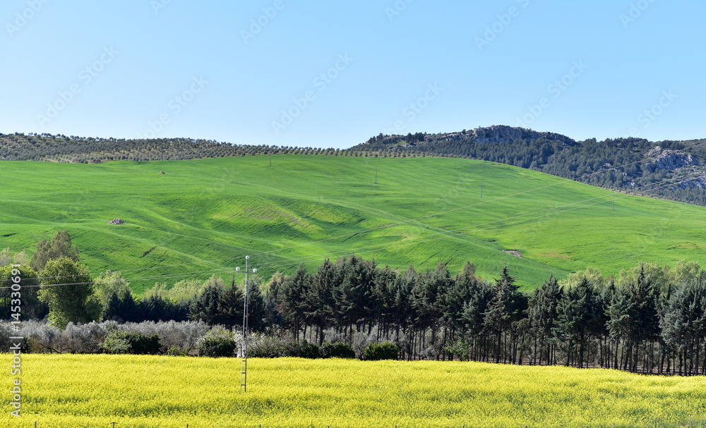 Fototapeta premium Countryside, Ronda, Andalusia, Spain