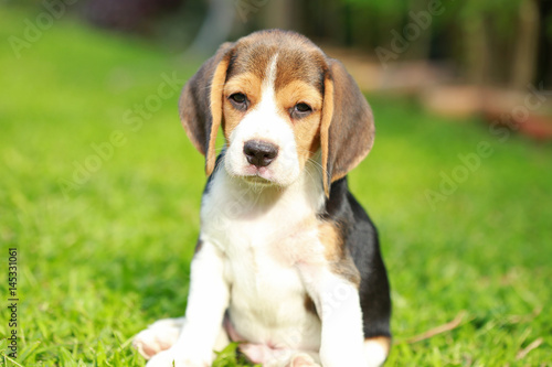 purebred beagle dog looking for somthing, searching and resting in 
lawn at home
