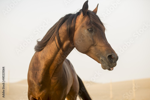 Fototapeta Naklejka Na Ścianę i Meble -  The Arabian stallion looks