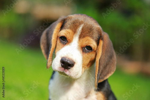 purebred beagle dog looking for somthing, searching and resting in   lawn at home © Sigma s