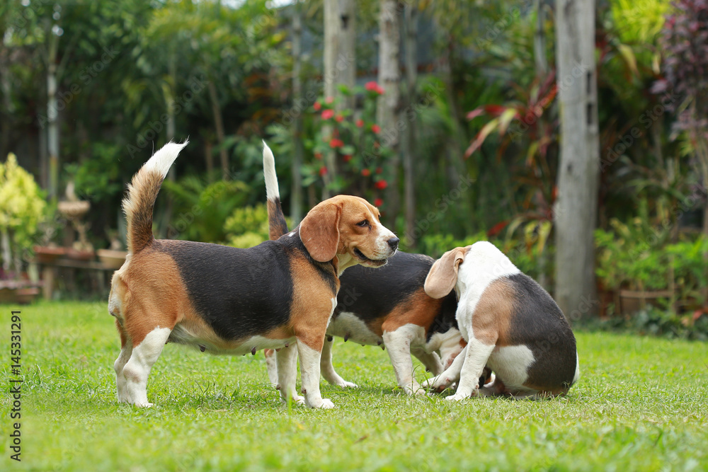 purebred beagle dog looking for somthing, searching and resting in
lawn at home purebred beagle dog looking for somthing, searching and resting in
lawn at home