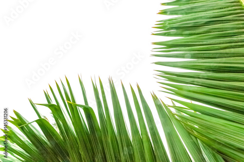 feuilles de palmier en coin de page, fond blanc 