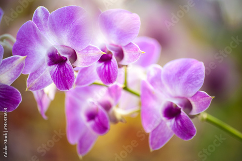 White orchid flower background,Spa flora in nature,Selective focus © nomadnes