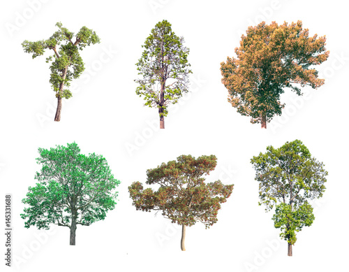  Collection of tree on white background.  for gardening 