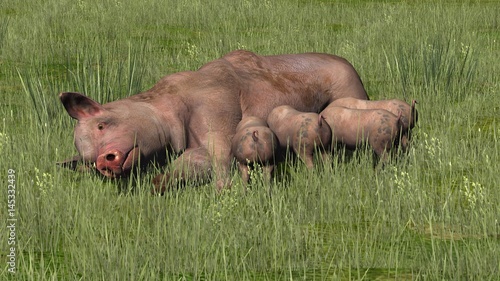 Pig with piglets in the grass © sabida