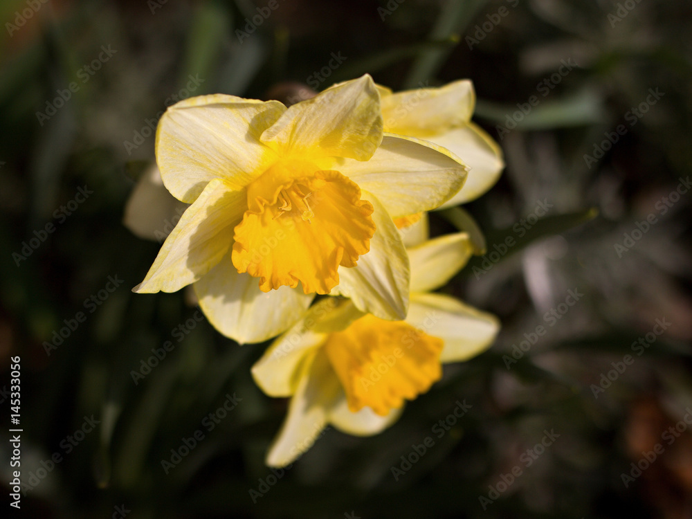 Lovely daffodil blooming in the garden Lovely daffodil blooming in the garden