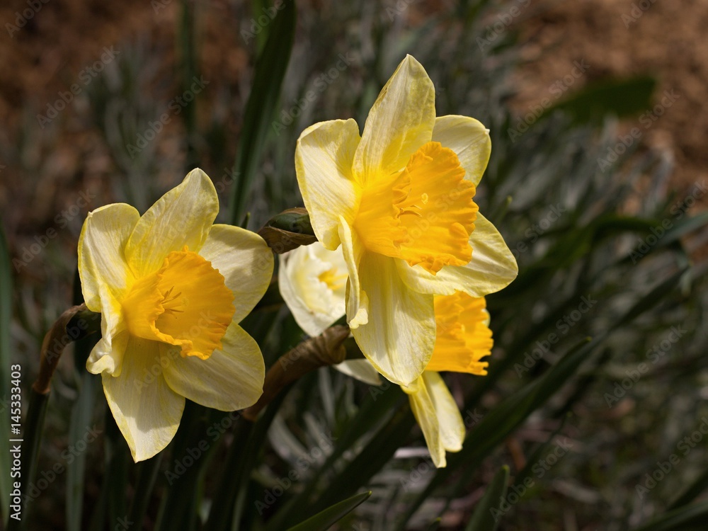 Lovely daffodil blooming in the garden Lovely daffodil blooming in the garden