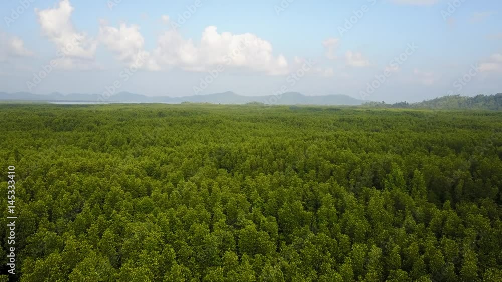 Mangrove forest swamp in Thailand Mangrove forest swamp in Thailand