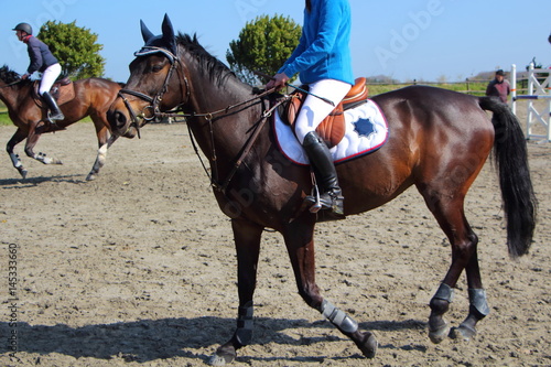 Cheval lors d'un concours hippique