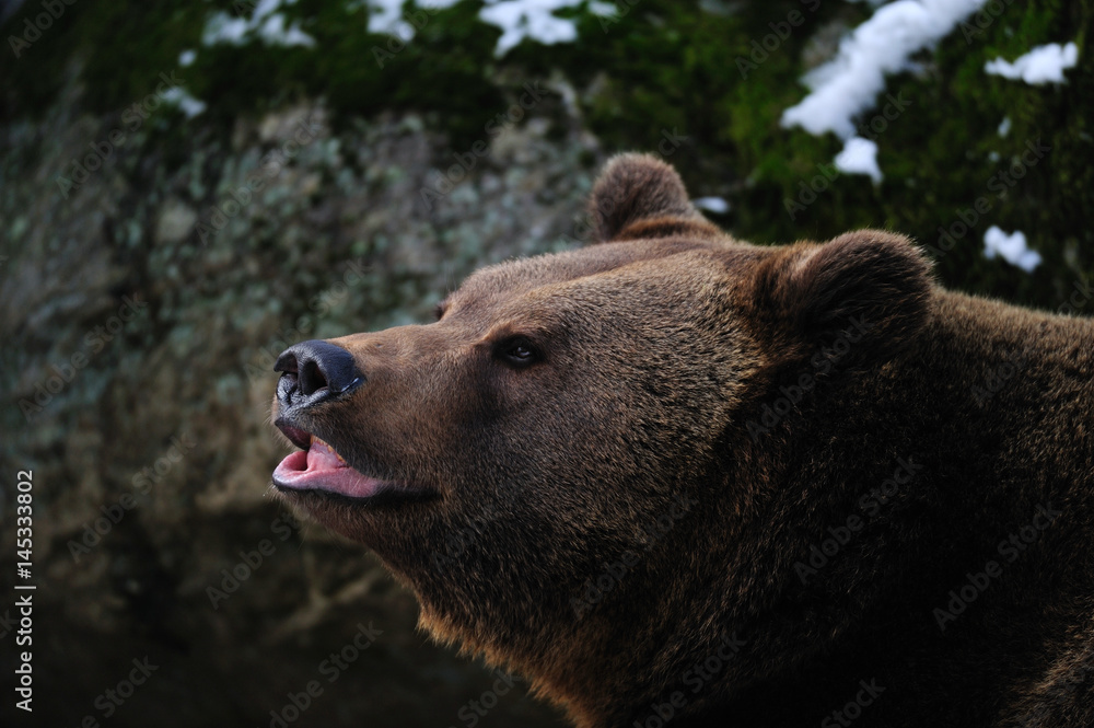 Obraz premium Braunbär, Portrait, Winter