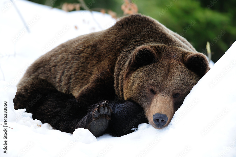 Fototapeta premium Braunbär, Schlafen, Winter