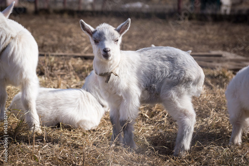 Farm  baby goats