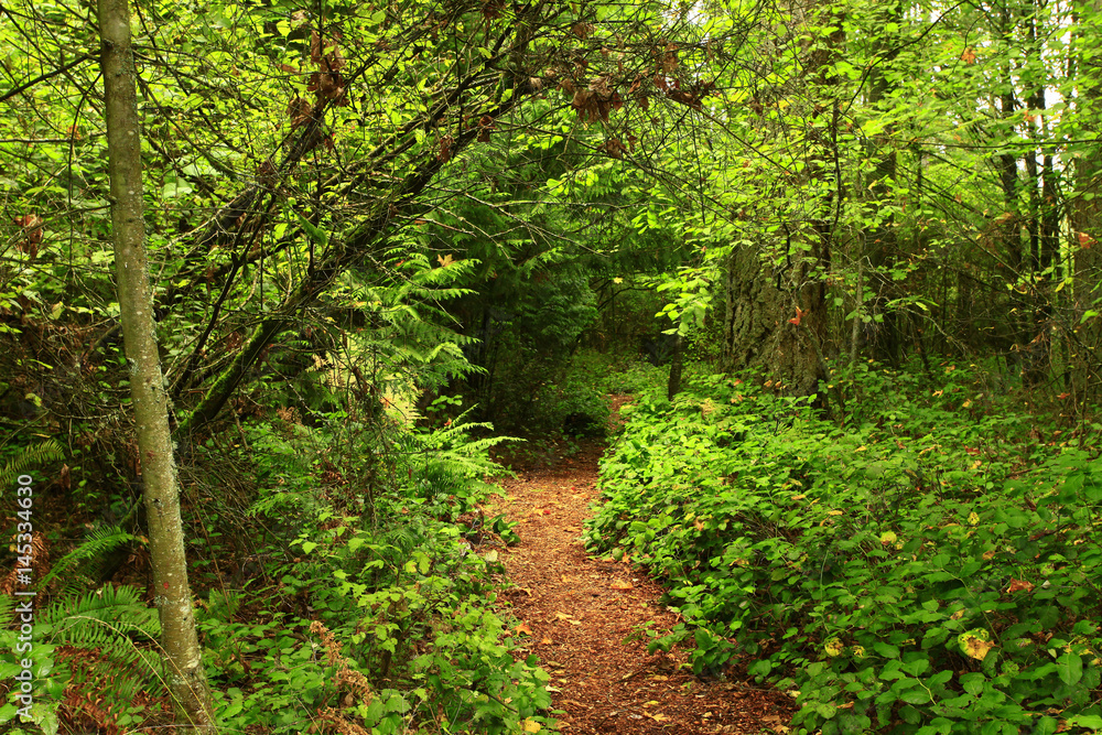 a picture of an exterior Pacific Northwest forest trail a picture of an exterior Pacific Northwest forest trail