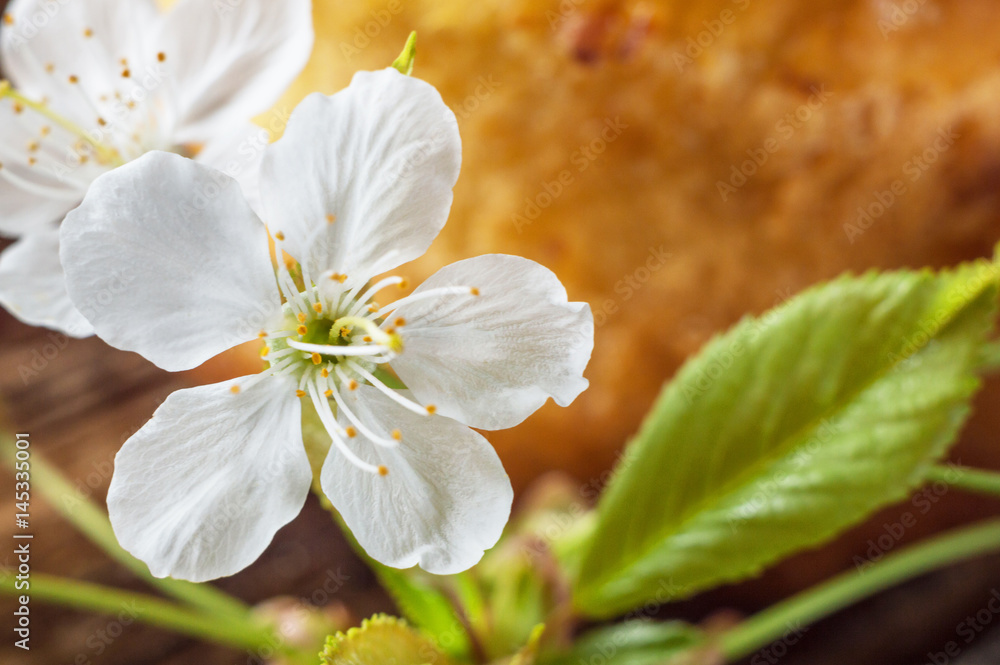 White blossom tree in spring background White blossom tree in spring background