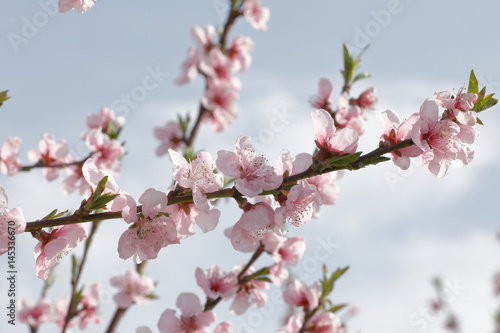 Peach branches with flowers blooming in spring