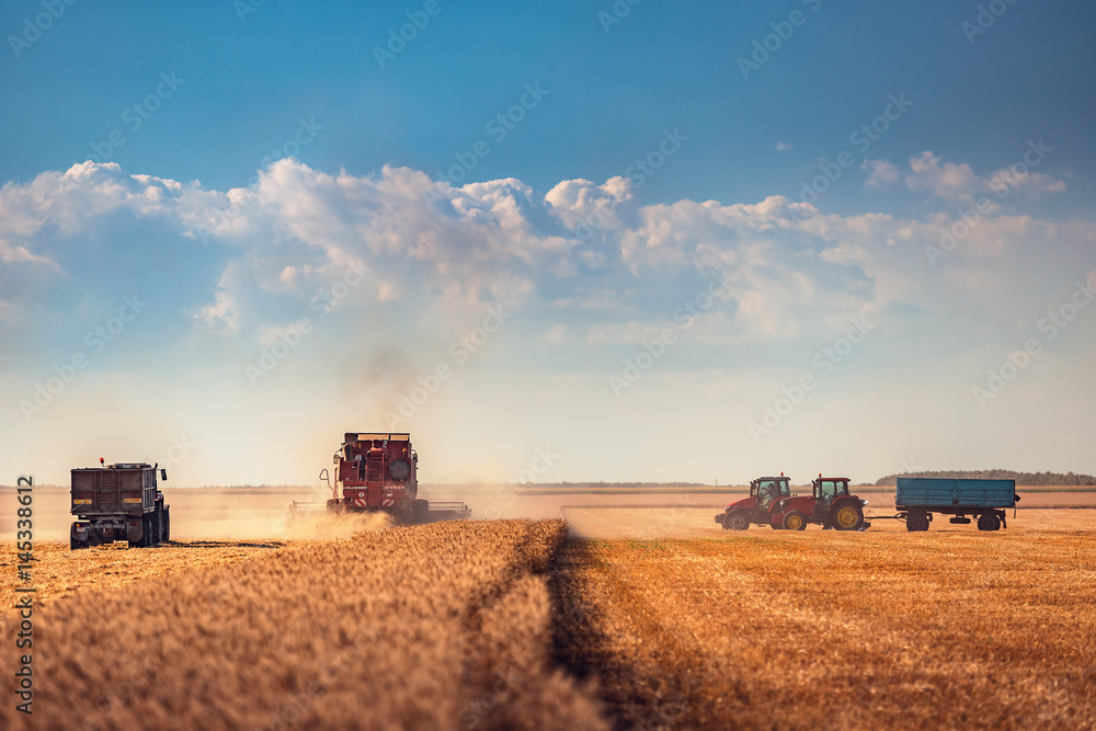 Fototapeta premium Combine harvester agriculture machine harvesting golden ripe wheat field