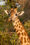 Giraffe in South Luangwa NP - Zambia