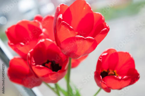 Red tulips on window
