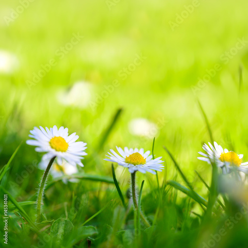 Fototapeta Naklejka Na Ścianę i Meble -  Drei Gänseblümchen auf der Wiese