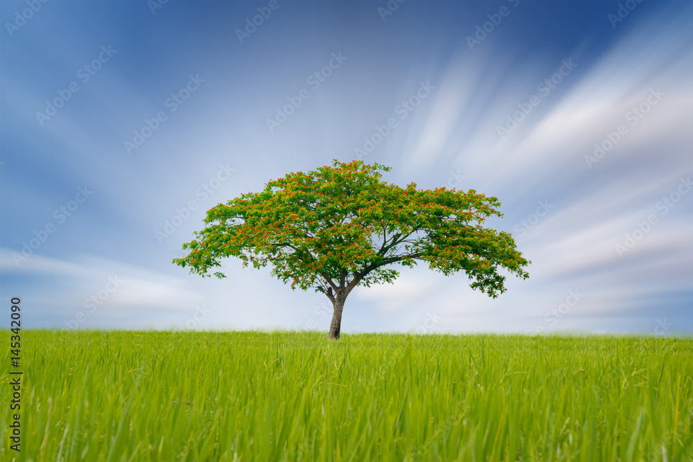 single tree on green summer Landscape with motion blue sky single tree on green summer Landscape with motion blue sky