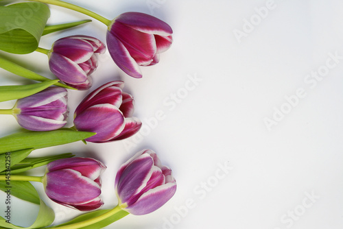 Fototapeta Naklejka Na Ścianę i Meble -  Purple tulips arranged on a empty copy space white background isolated
