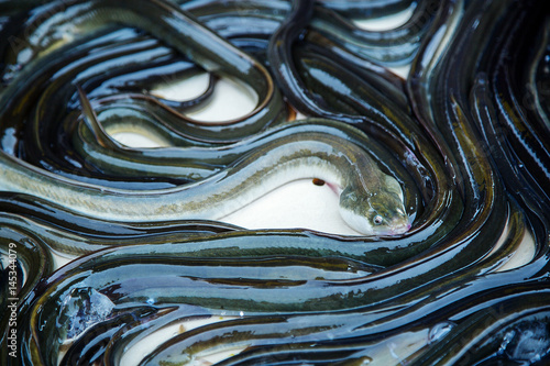 eel fish for sale at French provincial market photo