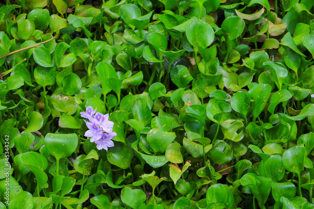 water hyacinth flower in natural beautiful background water hyacinth flower in natural beautiful background