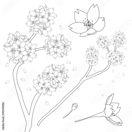 Prunus serrulata Outline - ...