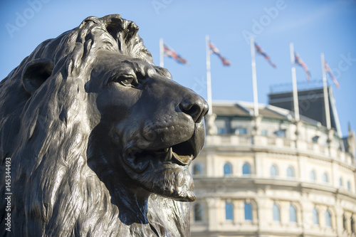 Handsome portrait of one of the Trafalgar Square Lions against the traditional architecture of London, England