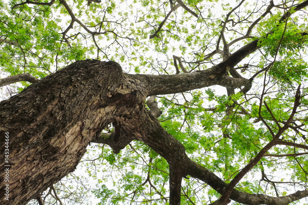 branch and leaf of tree beautiful in the forest background bottom view. concept world environment day (Stop destroy the forest) branch and leaf of tree beautiful in the forest background bottom view. concept world environment day (Stop destroy the forest)