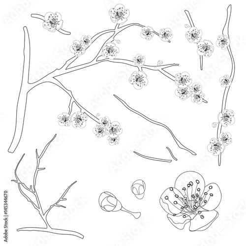 Prunus mume Outline - Chine...