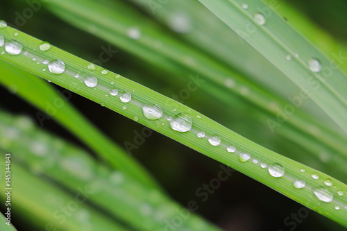 water drop on the green grass beautiful background select focus with shallow depth of field.