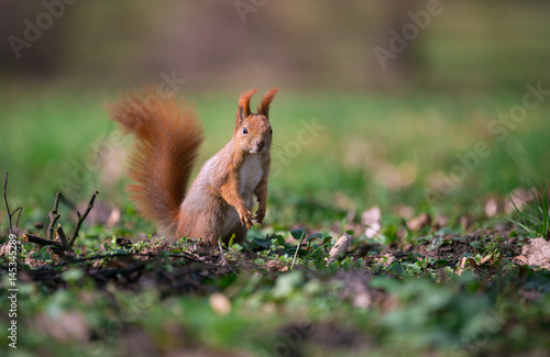 Cute squirrel standing on two paws. Small depth of field © fotorince