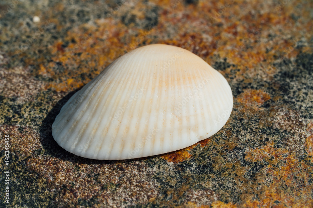 White shell on the background of the texture of sea stone with rust. Place for the text. White shell on the background of the texture of sea stone with rust. Place for the text.
