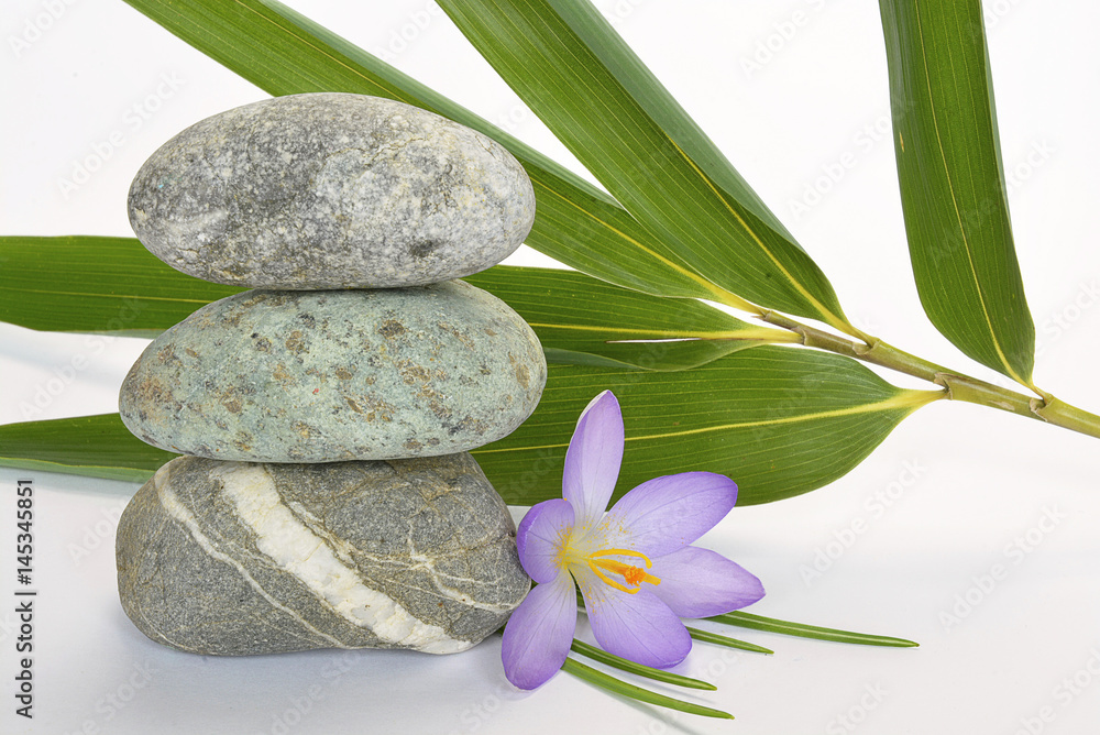 Fototapeta premium Empty white background with cairn zen stones, bamboo and purple crocus flower